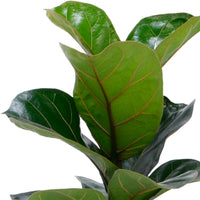 2x Fiddle Fig Leaf Ficus lyrata 'Bambino'