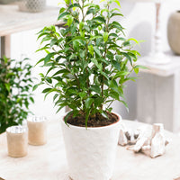 2x Weeping Fig Ficus benjamina 'Natasja'