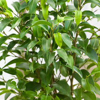 2x Weeping Fig Ficus benjamina 'Natasja'