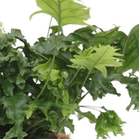 2x Fern Phlebosia 'Nicolas Diamond'