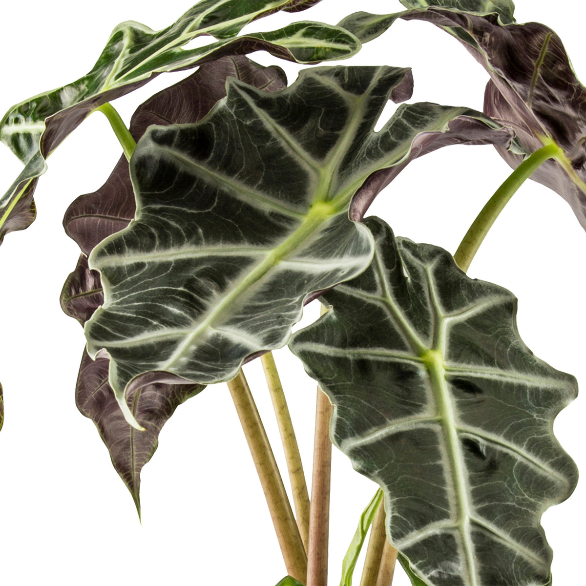 2x Elephant's ear Alocasia 'Polly'