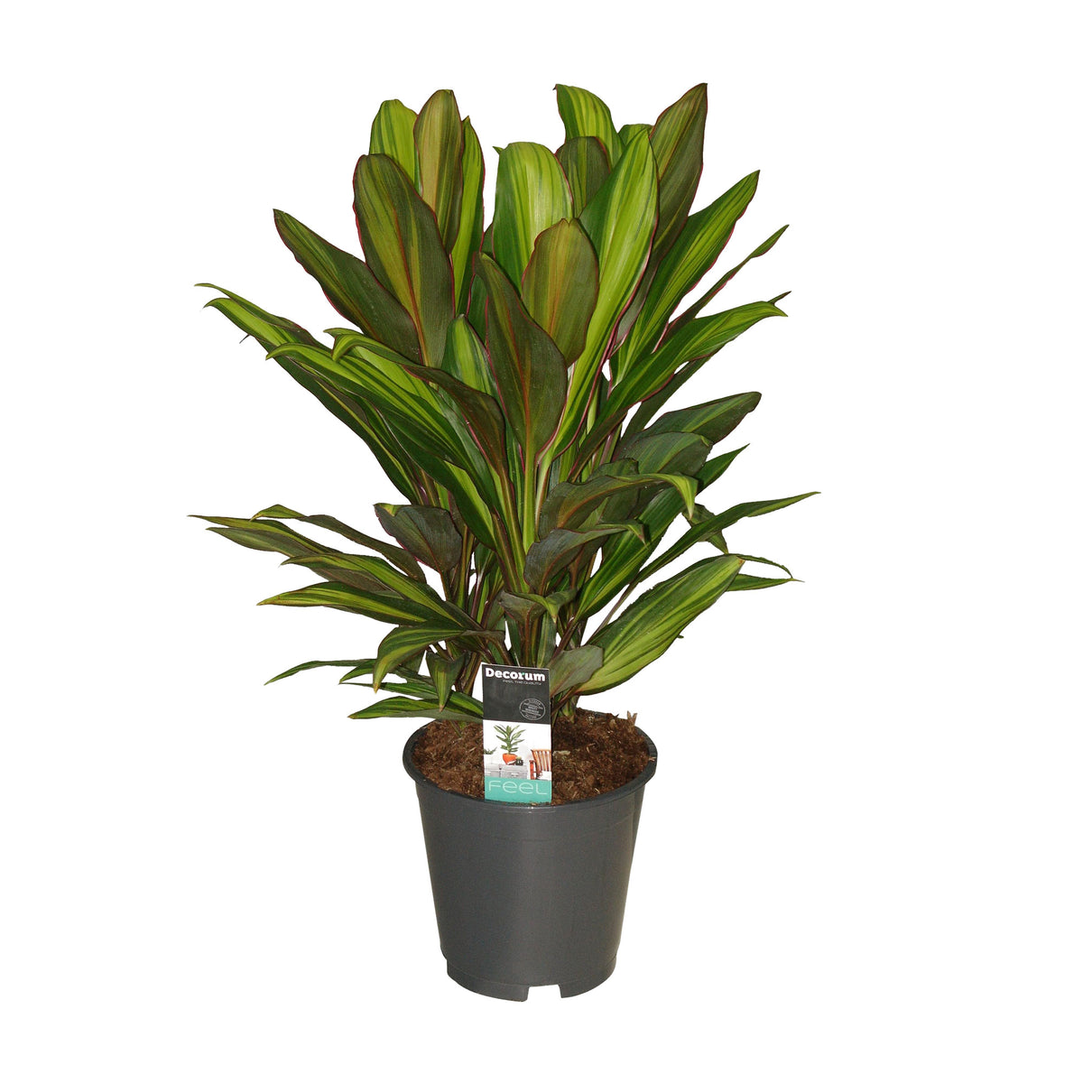 Ti Plant Cordyline 'Kiwi'