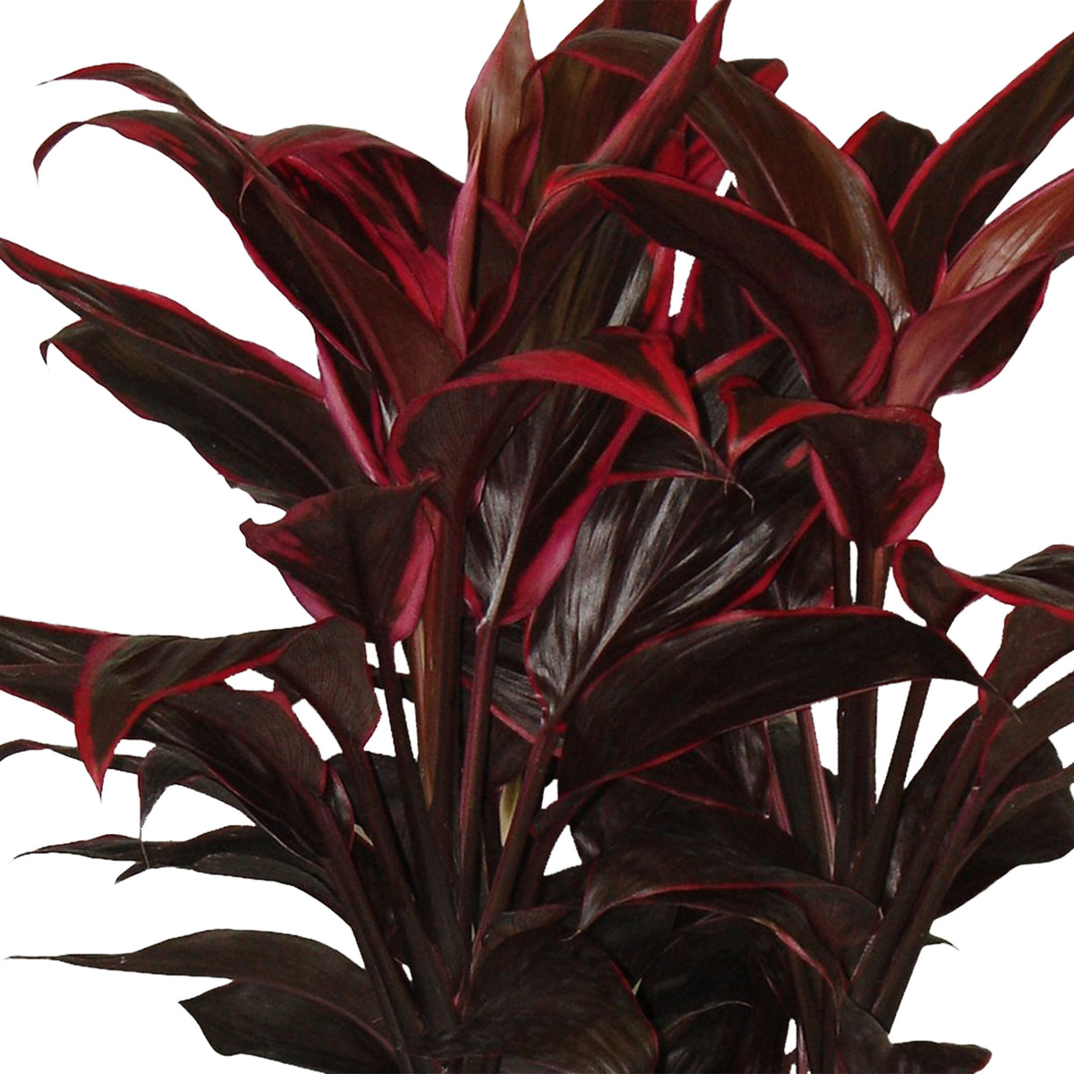 Ti Plant Cordyline 'Mambo'