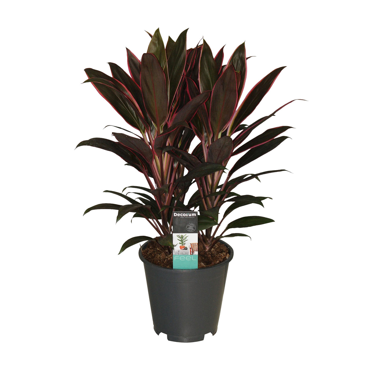 Ti Plant Cordyline 'Rumba'