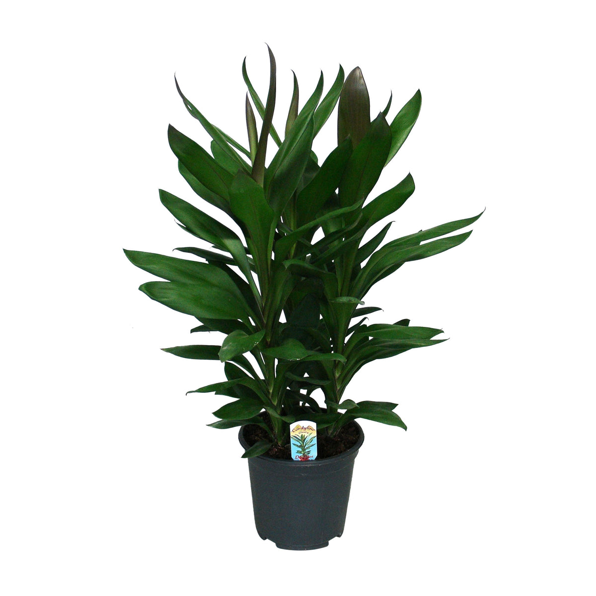 Ti Plant Cordyline 'Glauca'