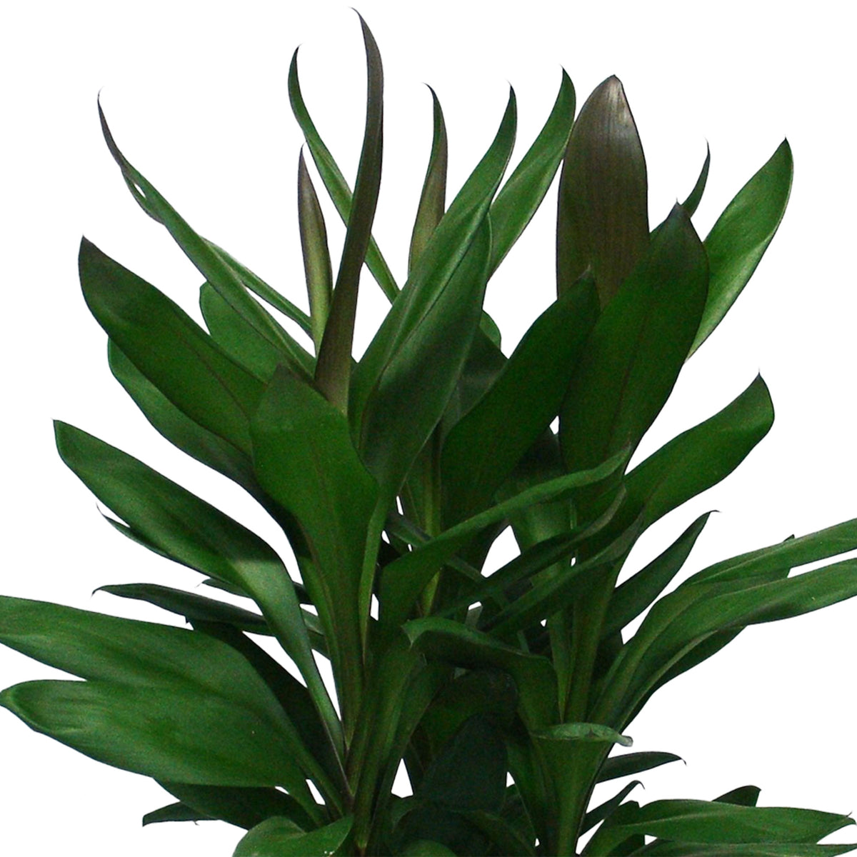Ti Plant Cordyline 'Glauca'