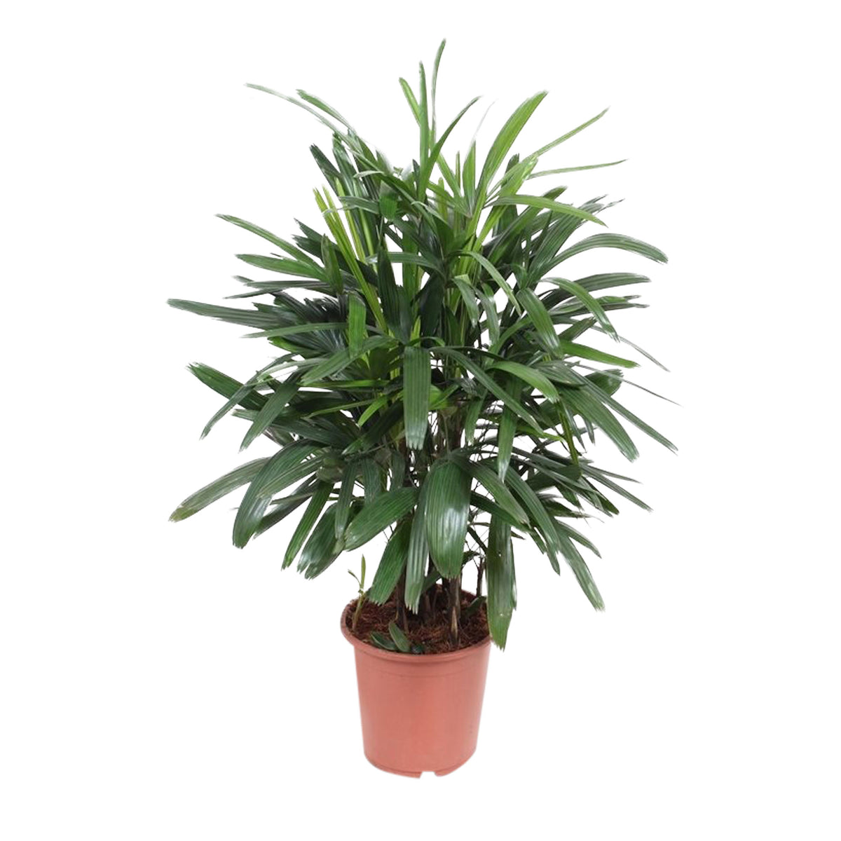 Lady Palm Rhapis excelsa