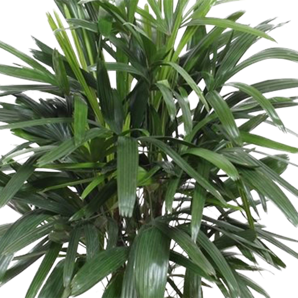 Lady Palm Rhapis excelsa