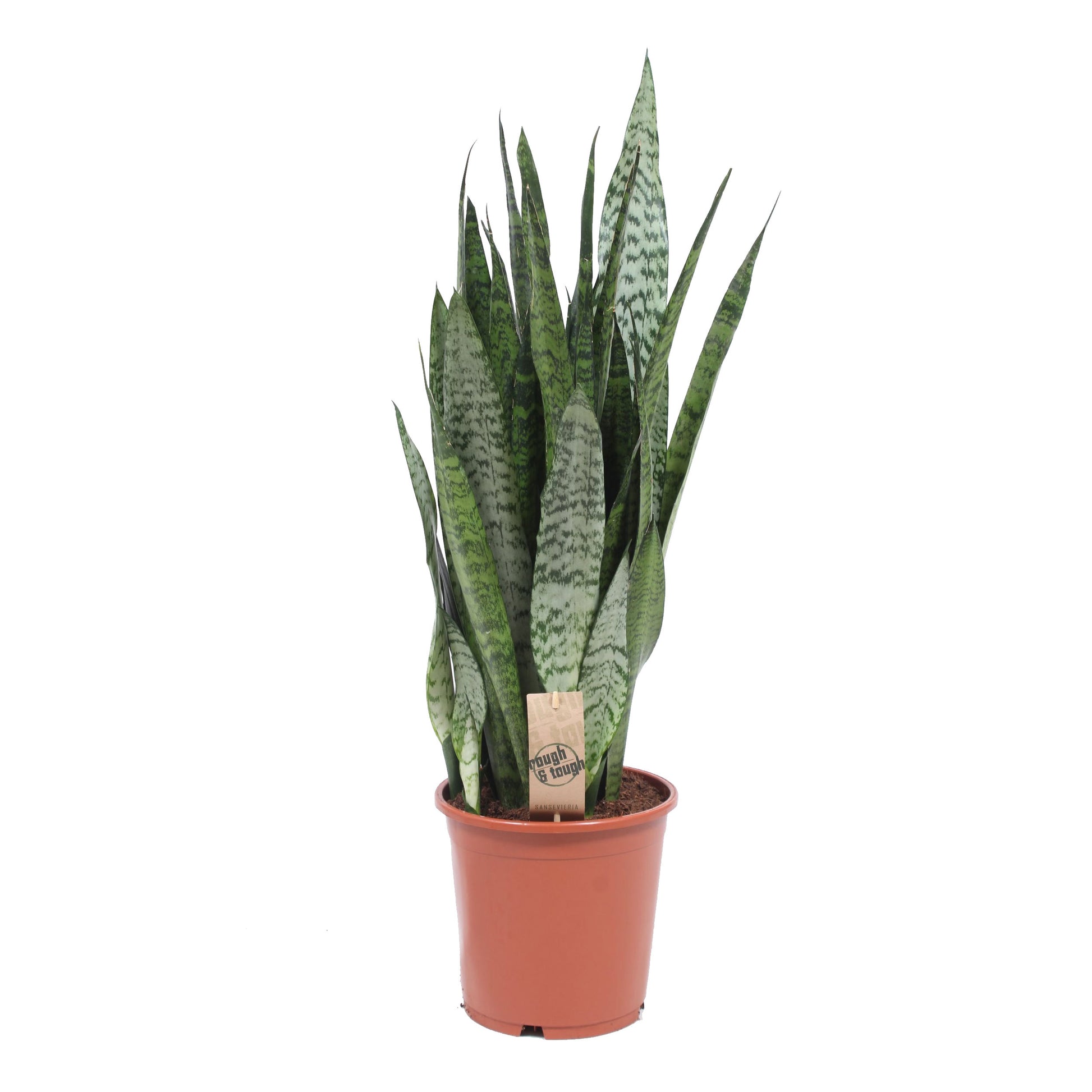 sansevieria zeylanica fan Buy house plants now Snake plant Sansevieria 'Fan'