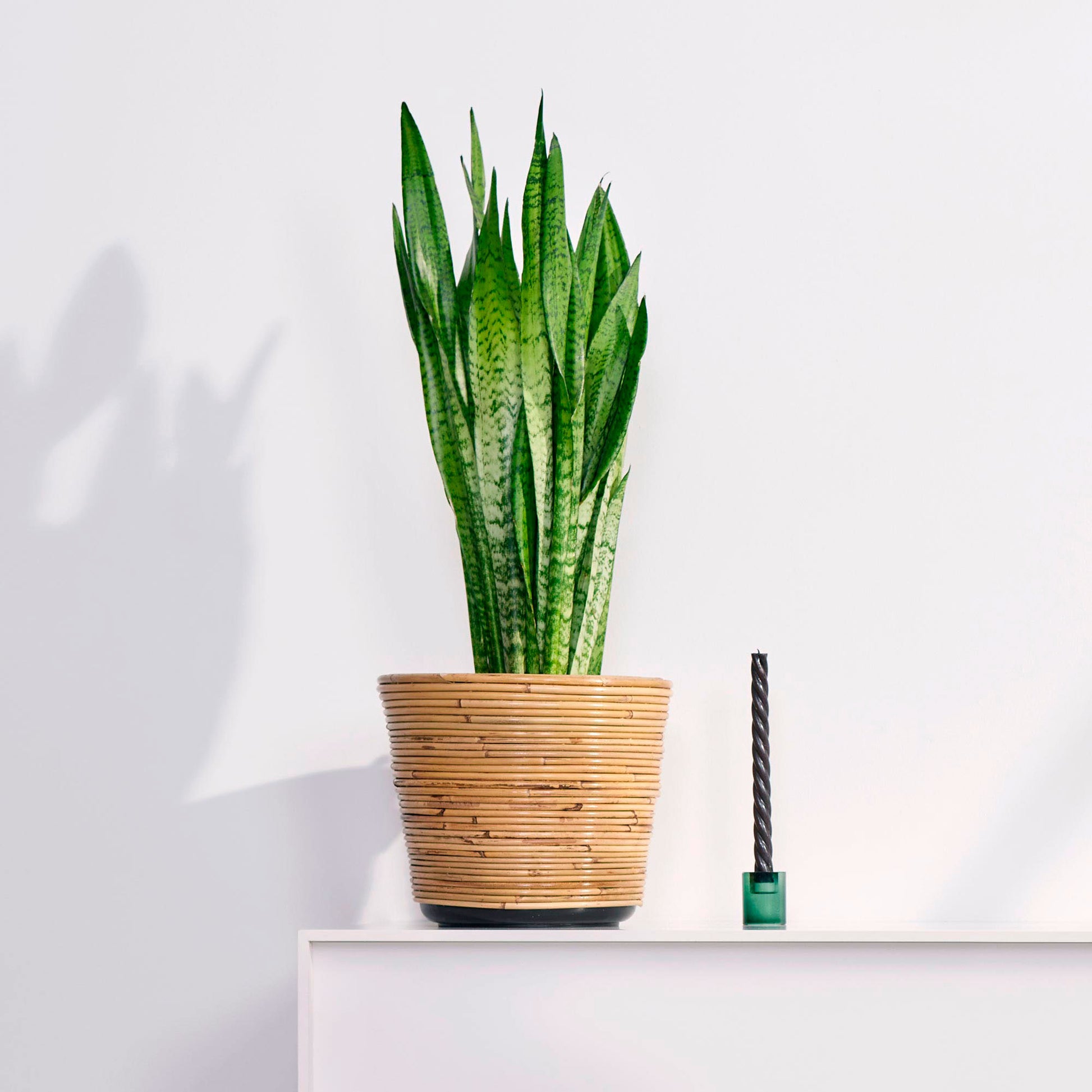 sansevieria fan Buy house plants now Snake plant Sansevieria 'Fan'