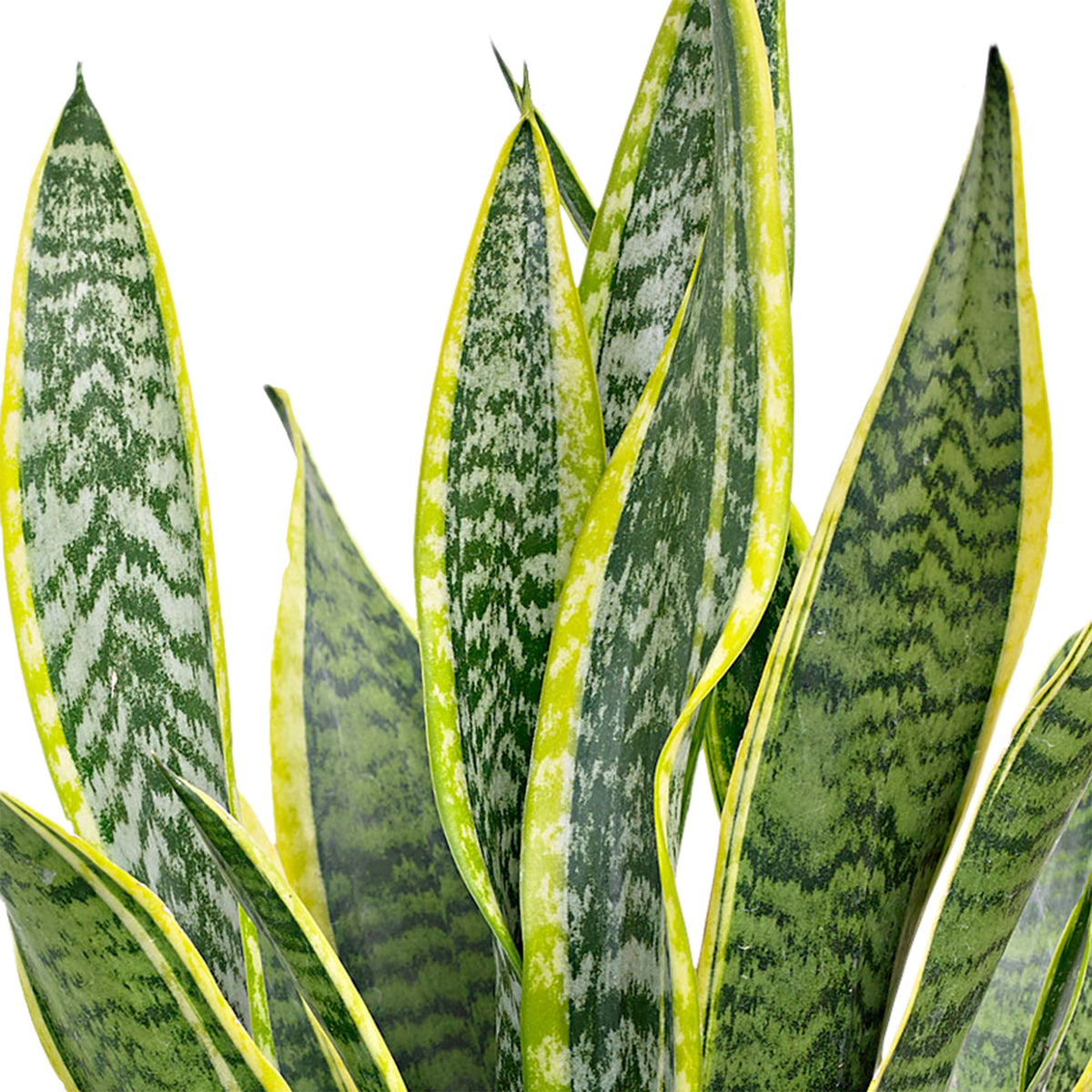 Snake plant Sansevieria 'Laurentti' XL