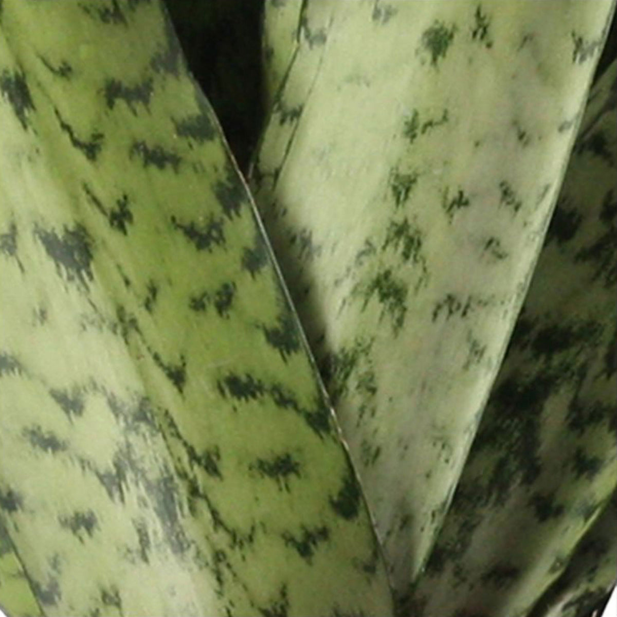 Snake plant Sansevieria 'Fan'