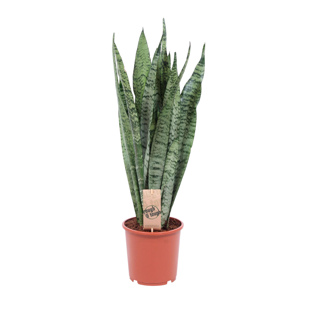 Snake plant Sansevieria 'Fan'