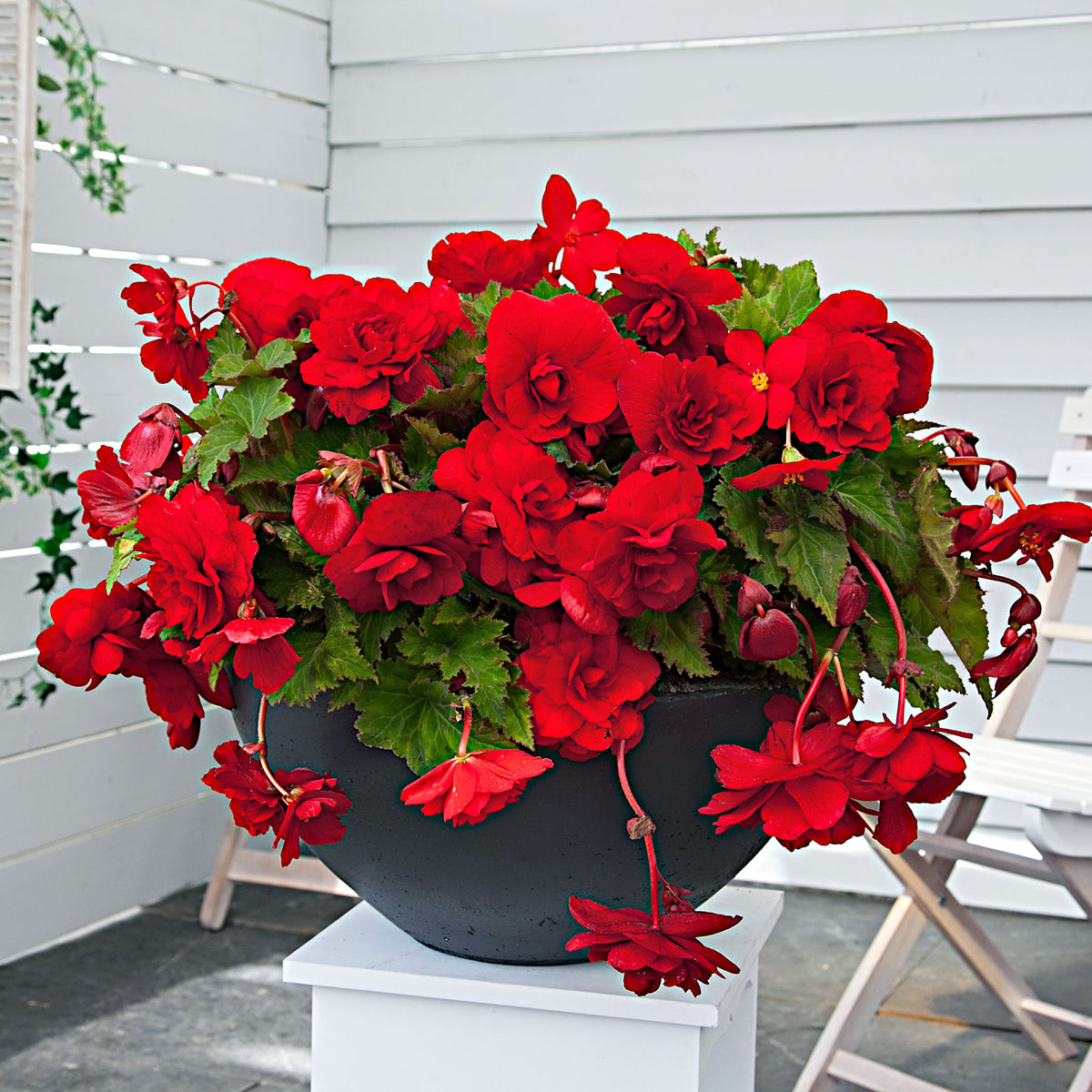 5x Begonia pendula 'Scarlet' red Red