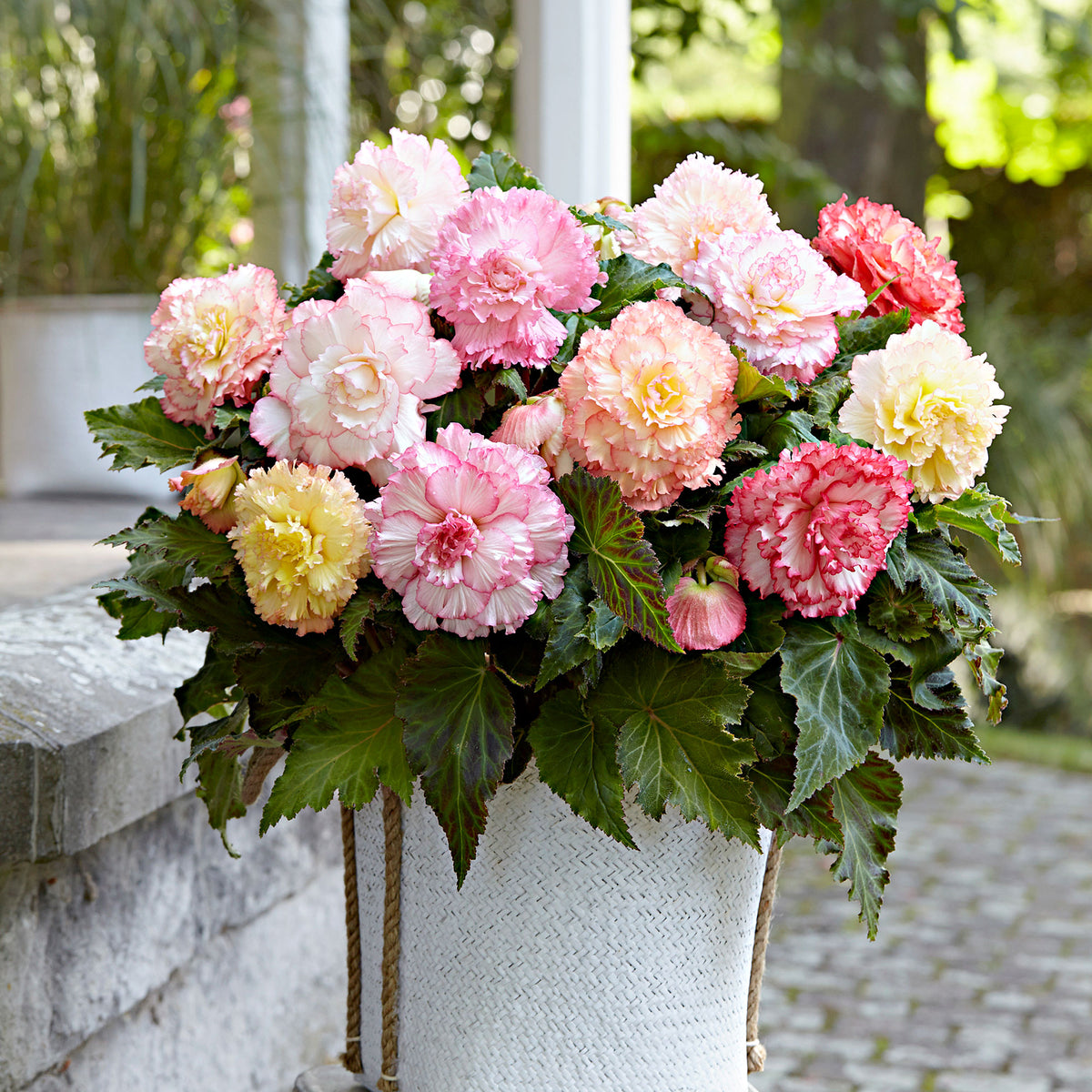 5x Begonia - Mix 'Samba' Pink-Yellow-White