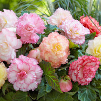 5x Begonia - Mix 'Samba' Pink-Yellow-White