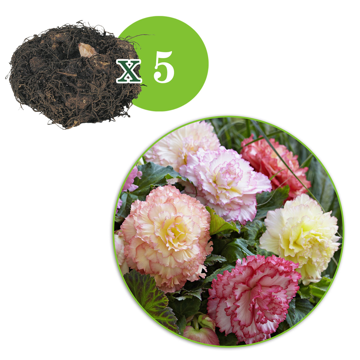 5x Begonia - Mix 'Samba' Pink-Yellow-White