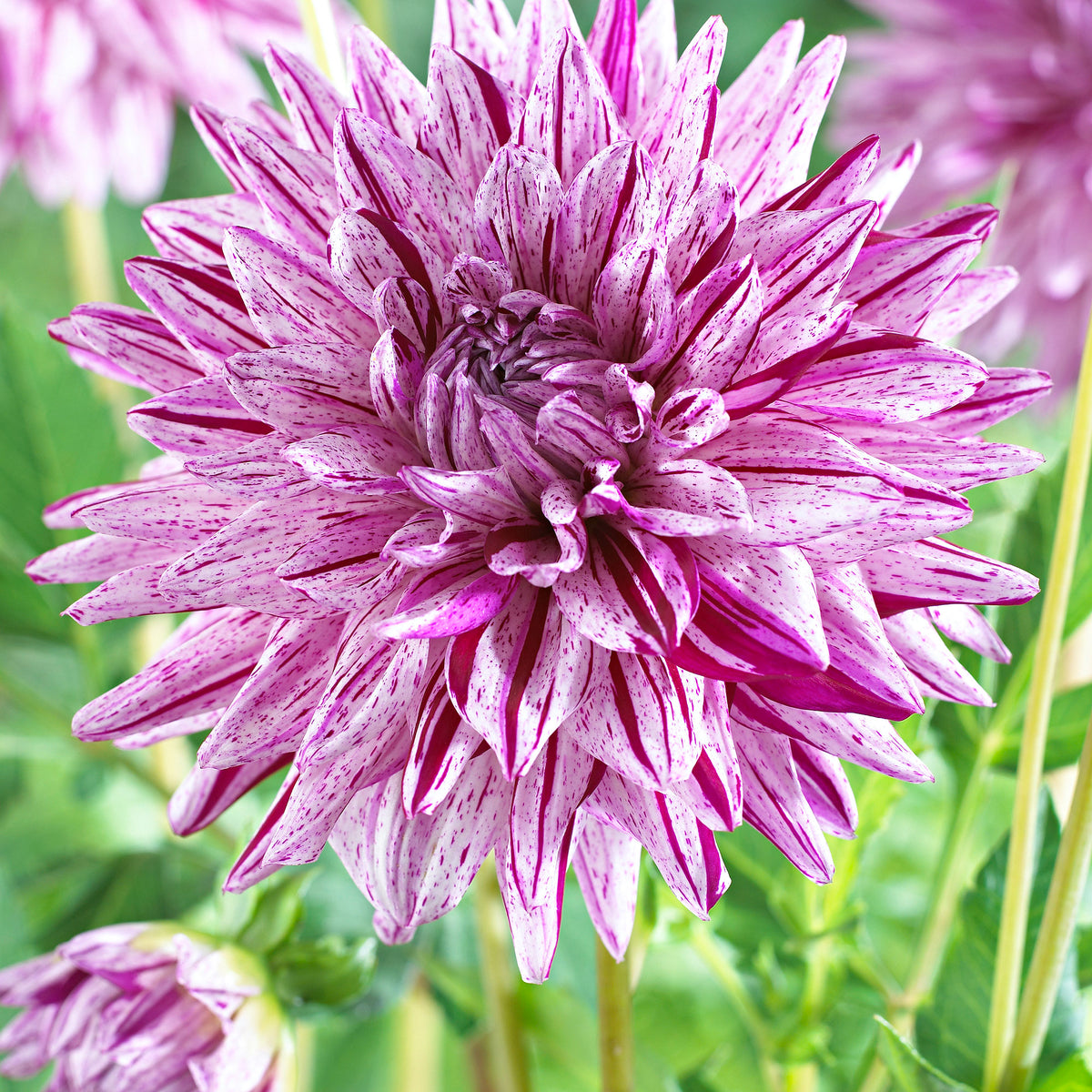 Dahlia 'Blackberry Ripple' pink