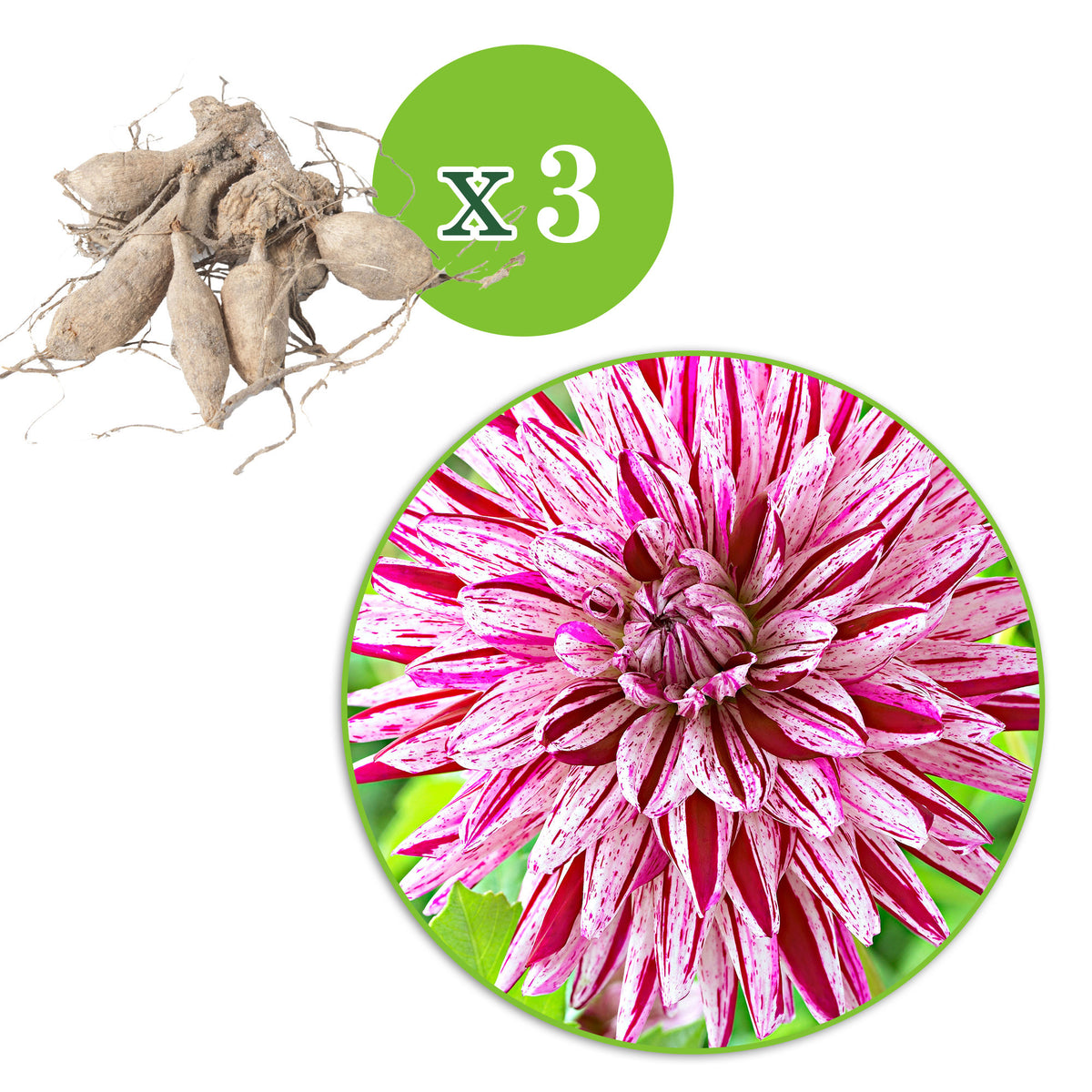 Dahlia 'Blackberry Ripple' pink