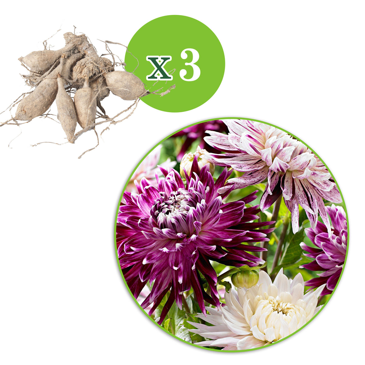 2x Dahlia 'Avignon' + 1x Dahlia 'Vancouver' purple-white