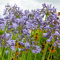 African lily Agapanthus 'Silver Moon' purple - Bare rooted - Hardy plant