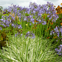 African lily Agapanthus 'Silver Moon' purple - Bare rooted - Hardy plant