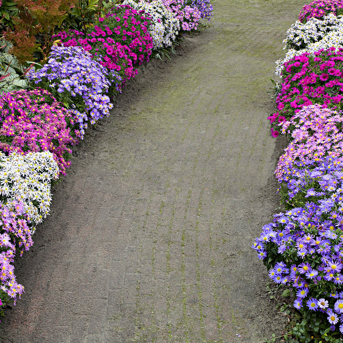 5x Bushy Aster purple-yellow - Bare rooted - Hardy plant
