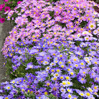 5x Bushy Aster purple-yellow - Bare rooted - Hardy plant