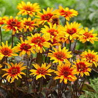 3x False sunflower 'Burning Hearts' orange-yellow - Bare rooted - Hardy plant