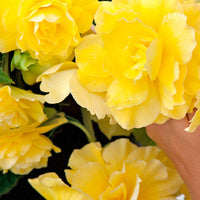5x Begonia  'Yellow Flame' Yellow