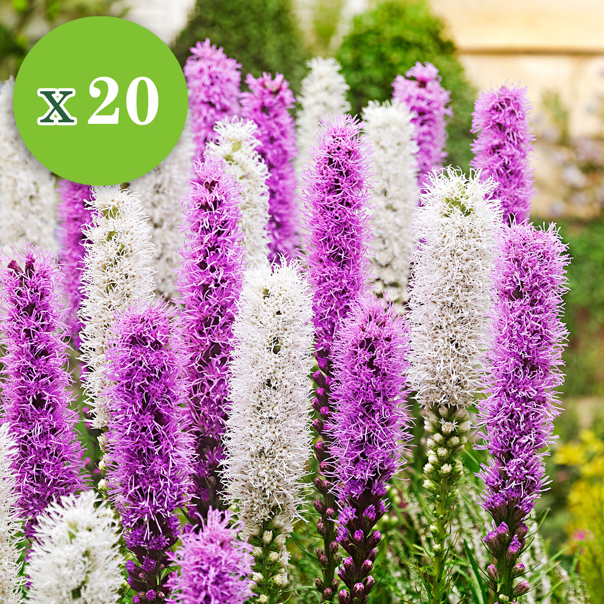 50x Flower bulbs - Mix 'For Bees & Butterflies' Purple-Yellow-Blue