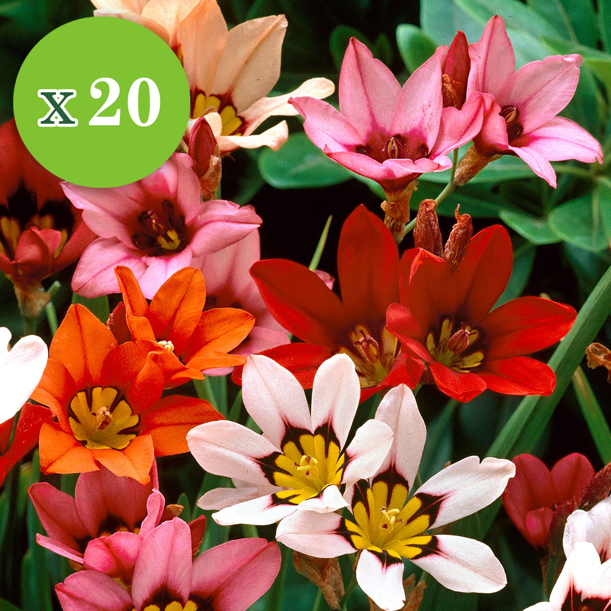 50x Flower bulbs - Mix 'For Bees & Butterflies' Purple-Yellow-Blue