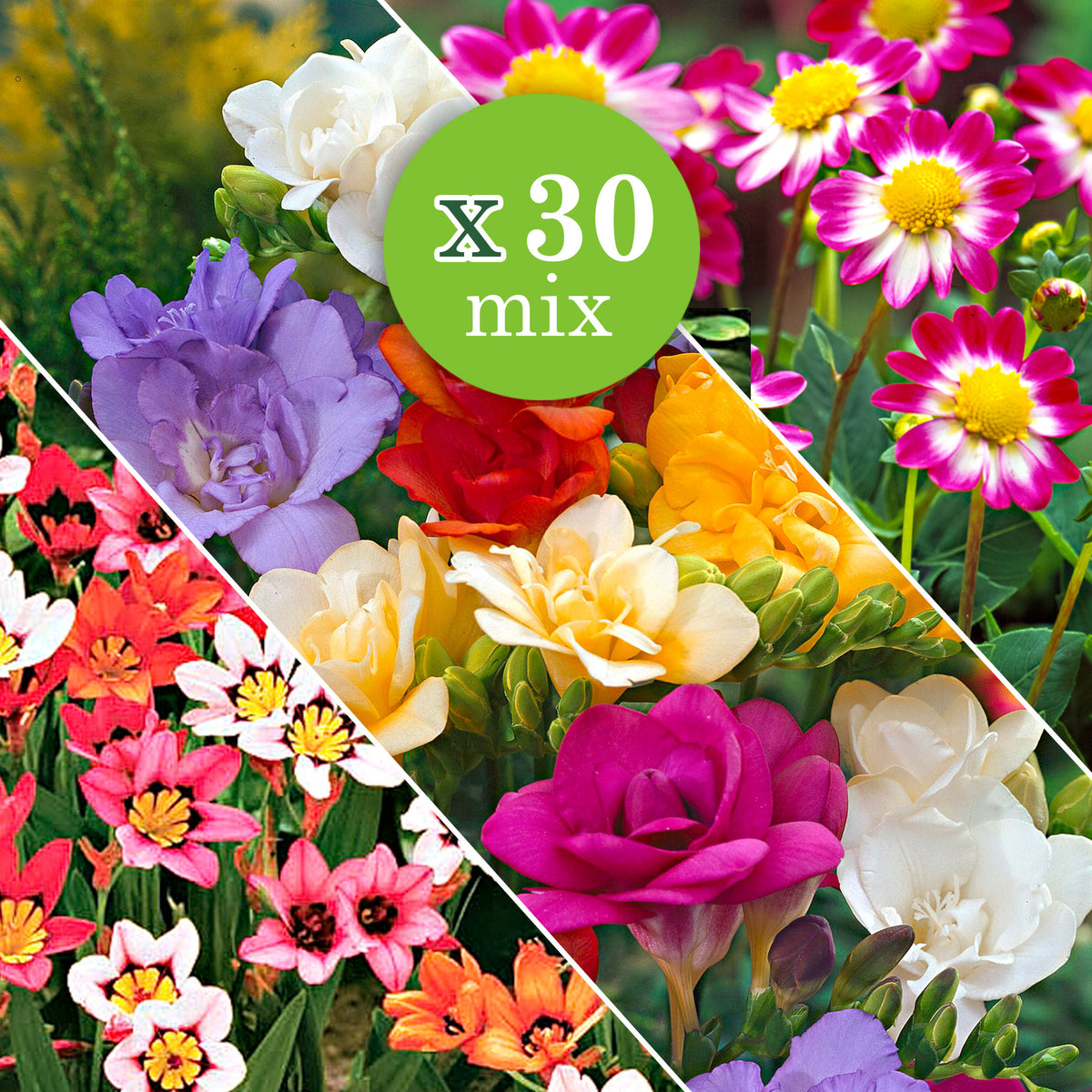 30x Flower bulbs - Mix