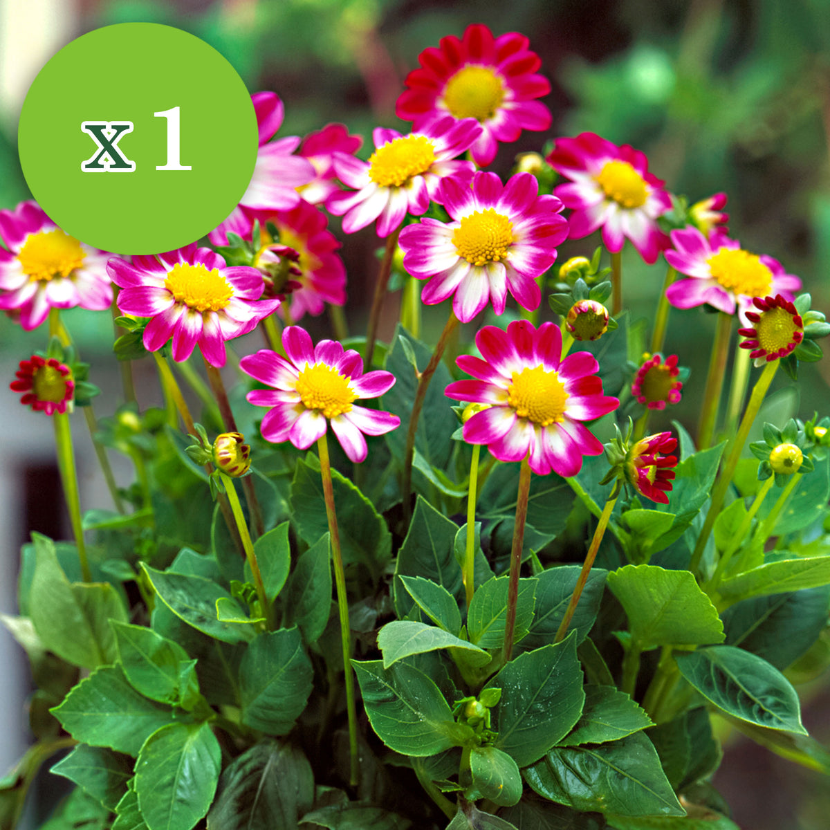 30x Flower bulbs - Mix