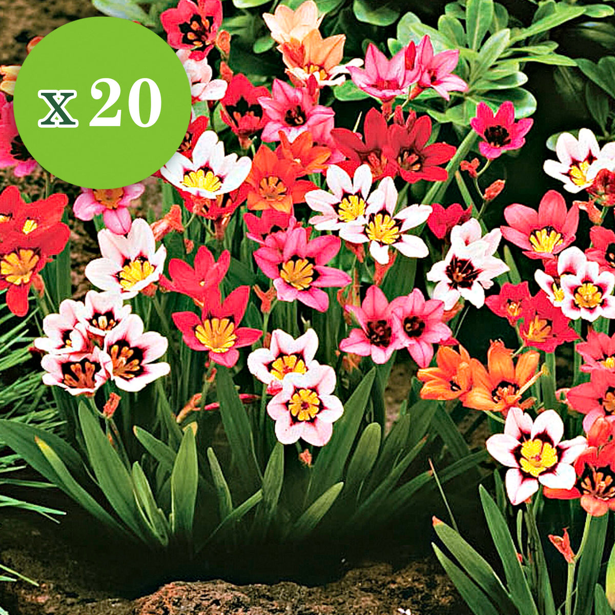 30x Flower bulbs - Mix