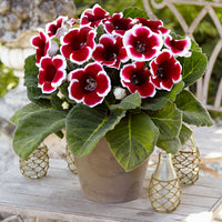 2x Gloxinia 'Kaiser Friedrich' red-white