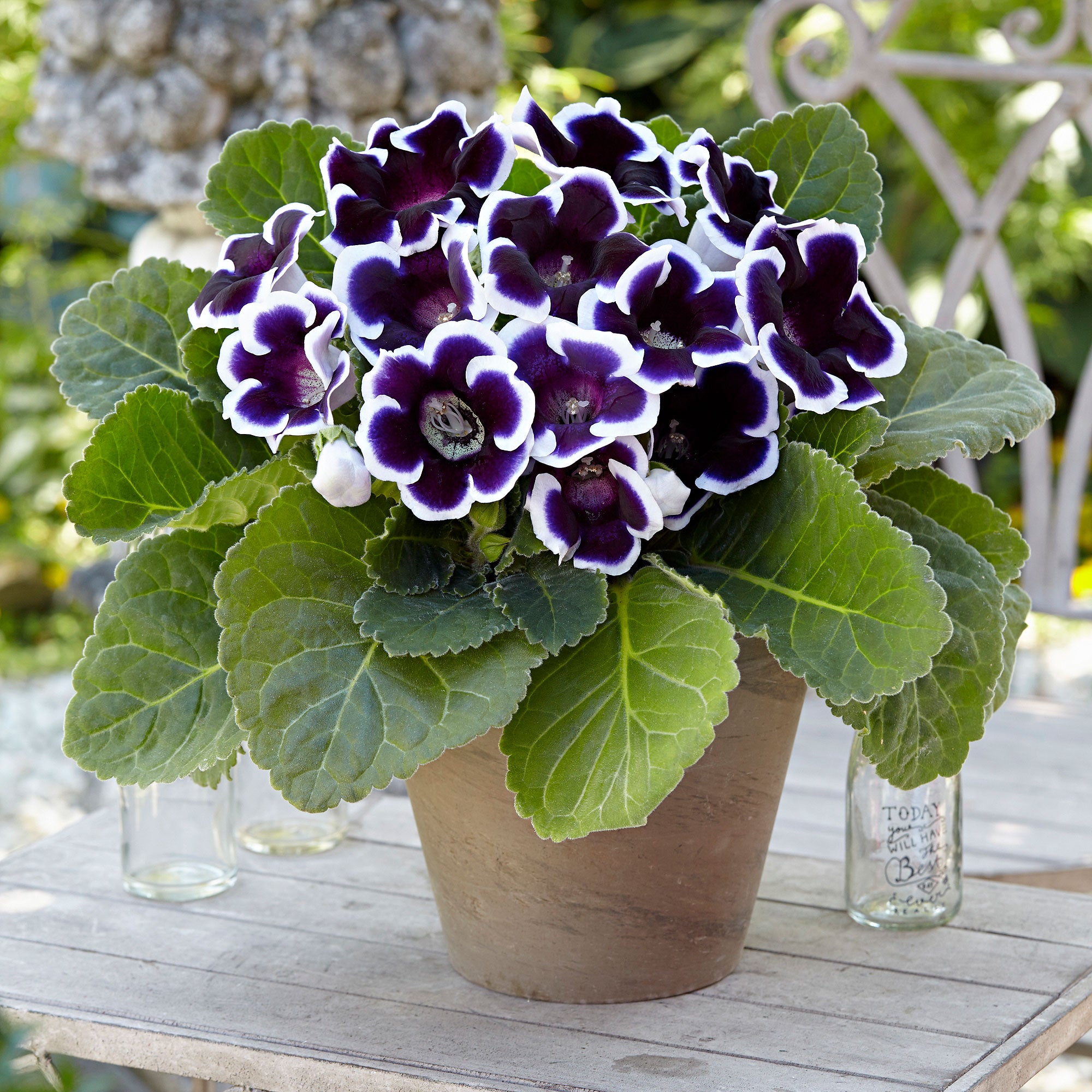 Buy 2x Gloxinia 'Kaiser Wilhelm' purple-white | Bakker.com