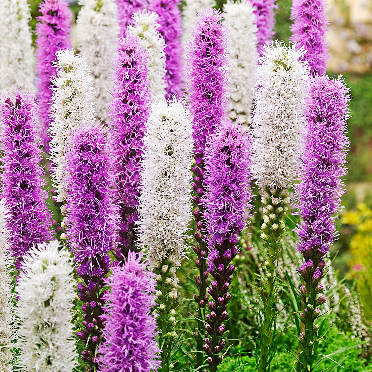 30x Dense blazing star Liatris 'Alba'  White-Purple