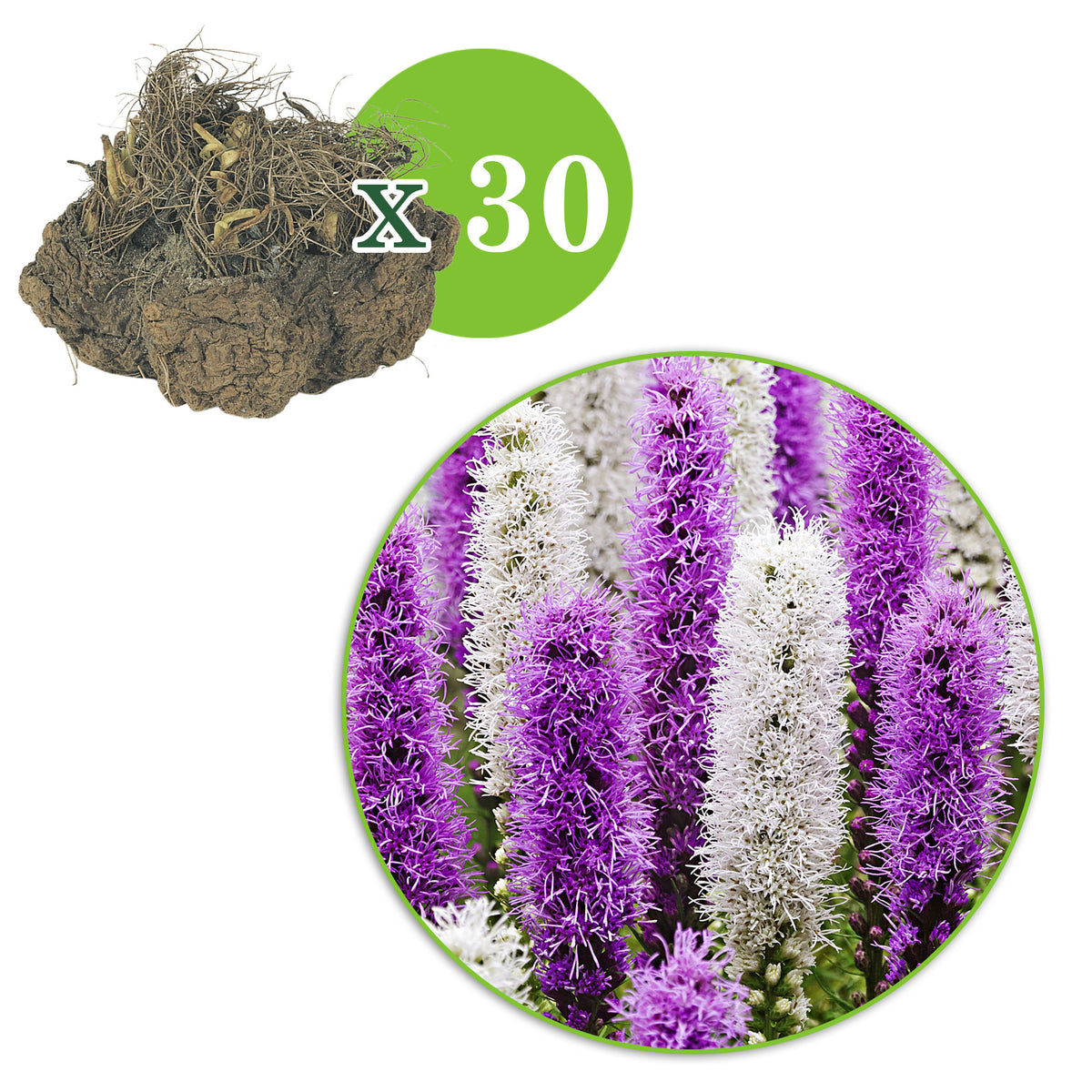 30x Dense blazing star Liatris 'Alba'  White-Purple