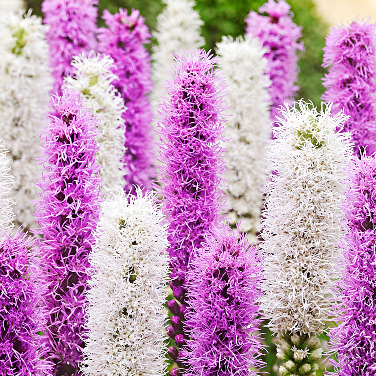 30x Dense blazing star Liatris 'Alba'  White-Purple