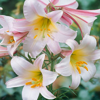 3x Easter Lily
