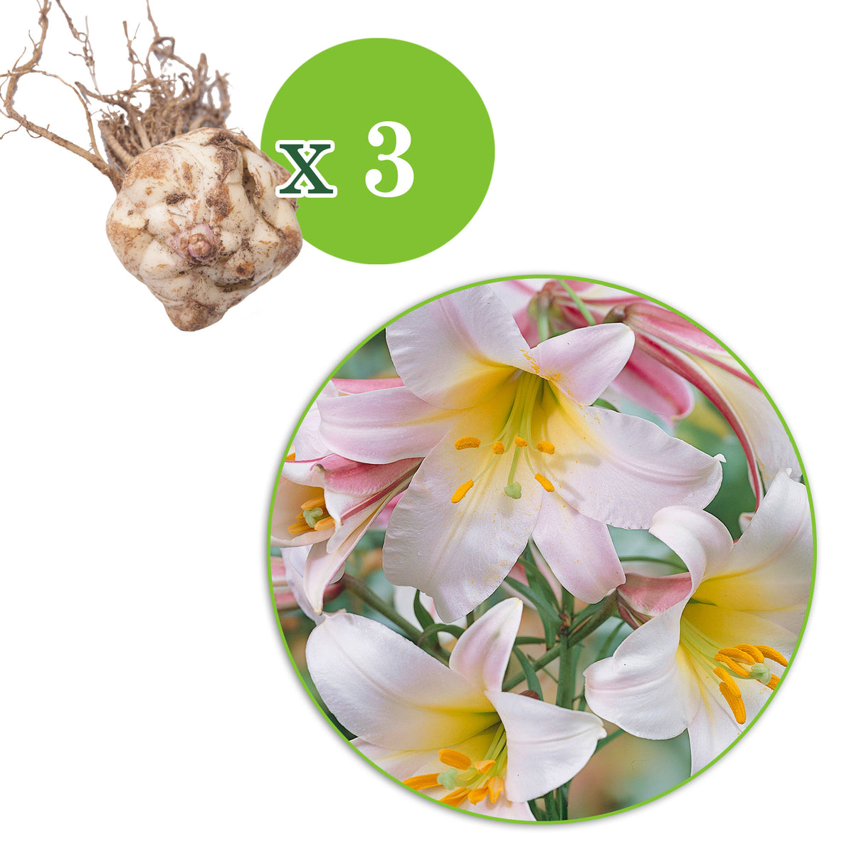 3x Easter Lily
