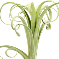 Bromelia Tillandsia 'Curly Slim' incl. decorative pot
