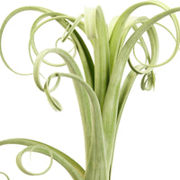 Bromelia Tillandsia 'Curly Slim'