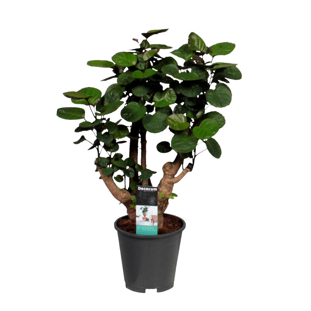 Polyscias 'Fabian'