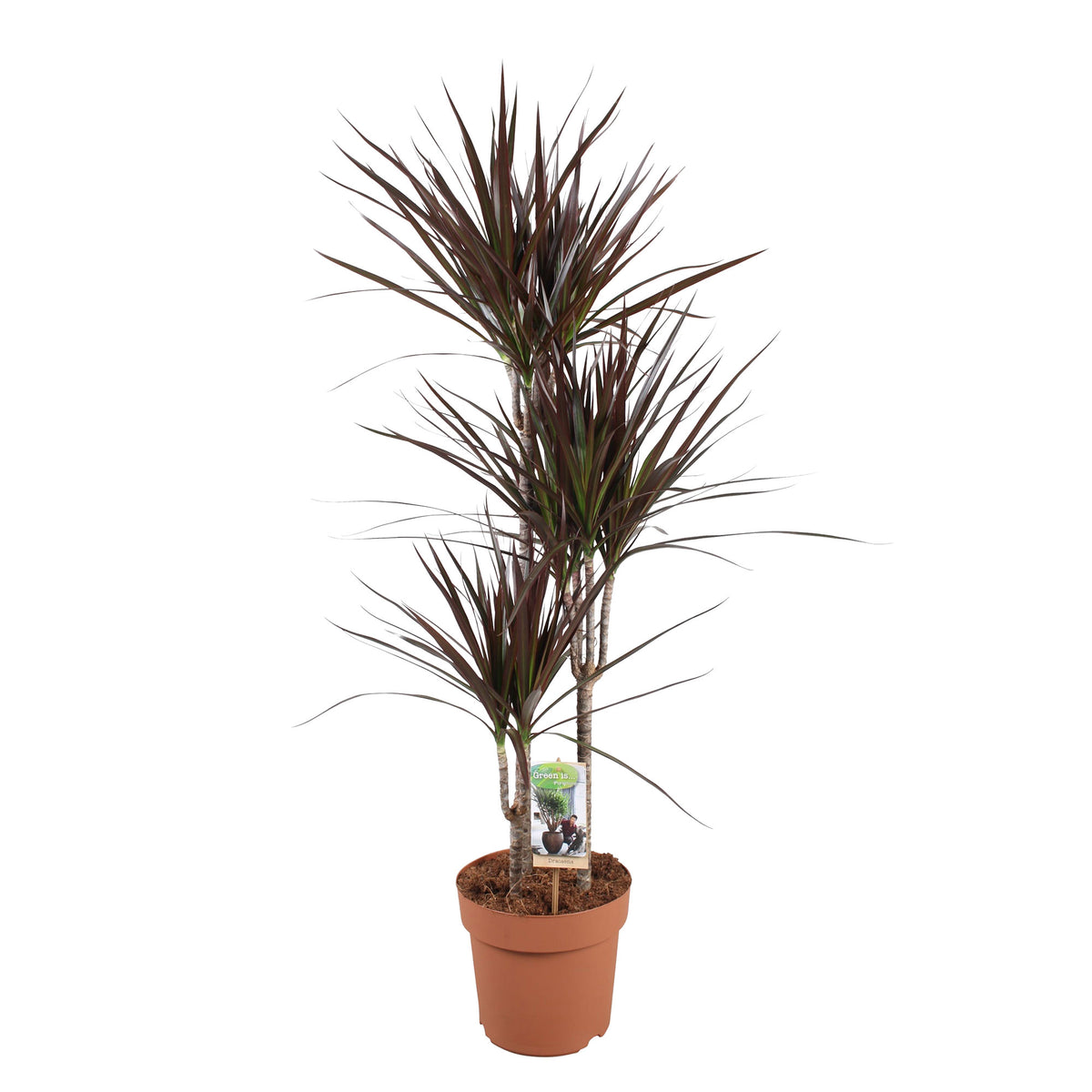Dragon Tree Dracaena 'Magenta'