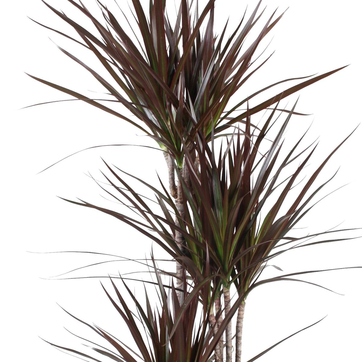 Dragon Tree Dracaena 'Magenta'