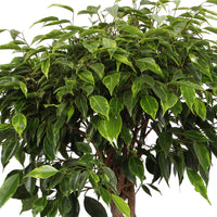 Weeping Fig Ficus benjamina 'Anastasia' - braided stem