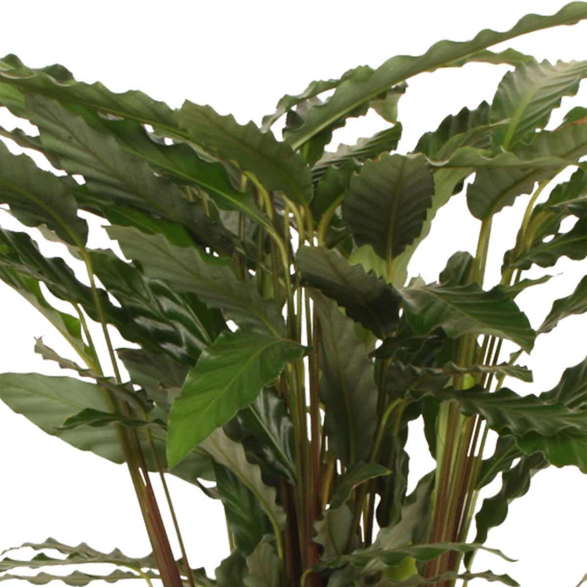 Velvet Calathea 'Tropistar'