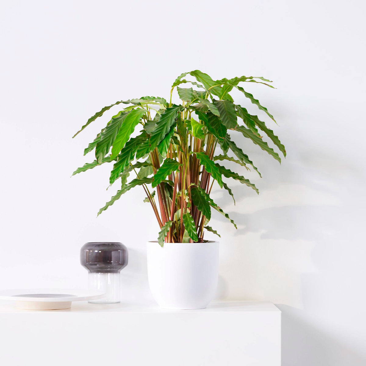 Velvet Calathea 'Tropistar'